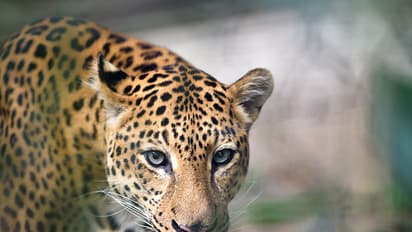 ചീറ്റപ്പുലിയുടെ മുന്നില്പ്പെട്ട ചീങ്കണ്ണി;