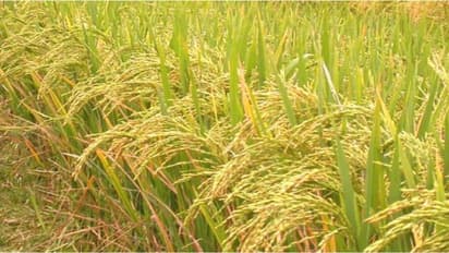 நெல் நாற்றுவிடும்போது உருவாகும் பூச்சிகளை சுற்றுச் சூழலுக்கு பாதிப்பில்லாமல் கட்டுப்படுத்துவது எப்படி?