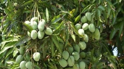 மாம்பழத்தில் மேற்கொள்ள வேண்டிய இயற்கை மேலாண்மை முறைகள் இதோ...