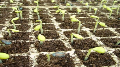 விதைகளை எப்படியெல்லாம் சேமிக்கலாம்? விவசாயிகளுக்கு சில வழிமுறைகள்…