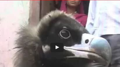 (ವಿಡಿಯೋ)ಉತ್ತರಪ್ರದೇಶದಲ್ಲಿ ರಾಮಾಯಣದ ಜಟಾಯು ಪಕ್ಷಿ ಸೆರೆಯಾಗಿದೆಯಂತೆ! ವೈರಲ್ ಆಯಿತು ಈ ಸುದ್ದಿ