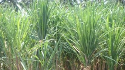 கரும்பு தோகையில் மக்கிய உரம் தயாரிப்பது எப்படி? இதை வாசிச்சு தெரிஞ்சுக்குங்க...