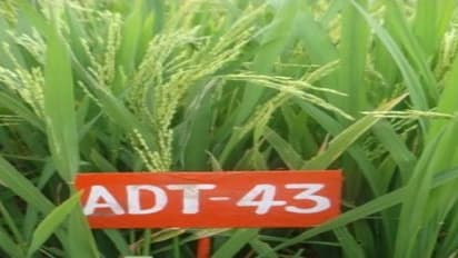 குறுவையில் அதிக விளைச்சலைத் தரும் நெல் ரகங்கள் இதோ…