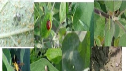 பல்வேறு விதமான பயிர்களும் அவற்றைத் தாக்கும் நோய்களை தடுக்கும் உத்திகளும்...