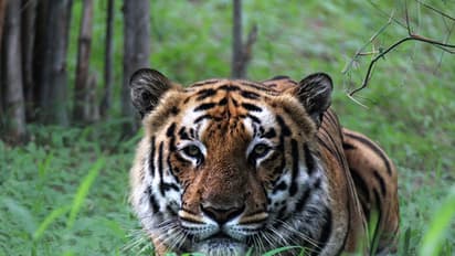 Poacher killed Sariska tigress relocated from Ranthambore to save dwindling big cat population for Rs 1.5 lakh
