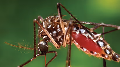 With 3,727 dengue cases, Bengaluru is the dengue capital