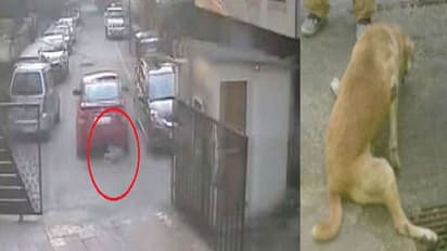 ಮೂತ್ರ ವಿಸರ್ಜನೆ ಮಾಡಿದ ನಾಯಿಯ ಮೇಲೇ ಕಾರು ಚಲಾಯಿಸಿದ ದುರುಳ!