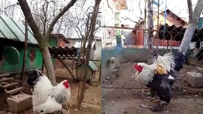 ಕೊಪ್ಪಳ: ನಿಷೇಧದ ಮಧ್ಯೆಯೂ ನಡೆದ ಕೋಳಿ ಜೂಜಾಟ