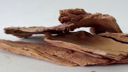 மறதி நோயை பறந்தோடச் செய்யும் பட்டை…