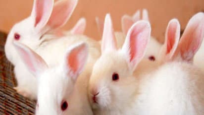 முயல்கள் சினை பிடித்துள்ளது என்பதை உறுதிப்படுத்தும் சோதனைகள் இதோ...