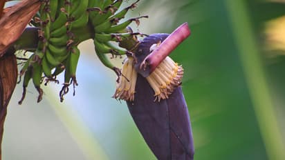 New moms will notice this health benefit from eating banana flower