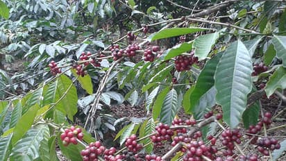 തൊഴിലുറപ്പ് പാരയായി; വയനാട്ടില് കാപ്പിക്കുരു പറിക്കാന് ആളില്ല