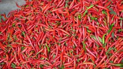 மிளகாய் சாகுபடியில் அதிக மகசூல் பெற மேற்கொள்ள வேண்டிய தொழில்நுட்ப வழிகள்…