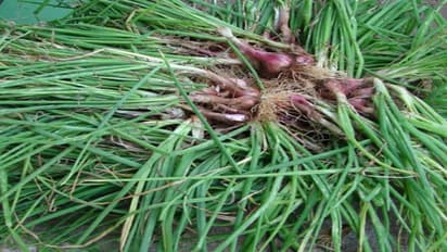 மண் உழவு முதல் வெங்காய அறுவடை வரை ஒரு அலசல்…