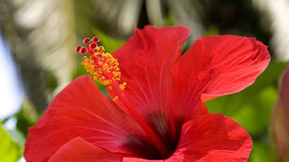 বলিরেখা দূর করে ত্বক উজ্জ্বল করতে ব্যবহার করুন জবা ফুলের প্যাক, জেনে কীভাবে বানাবেন