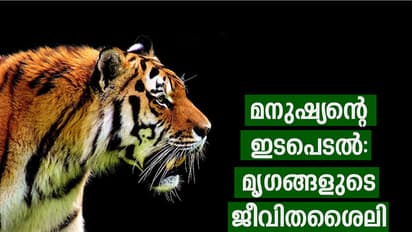 ആ കടുവകളും ചെന്നായ്ക്കളും  ഇപ്പോള്‍ രാത്രി ഉറങ്ങാറില്ല!
