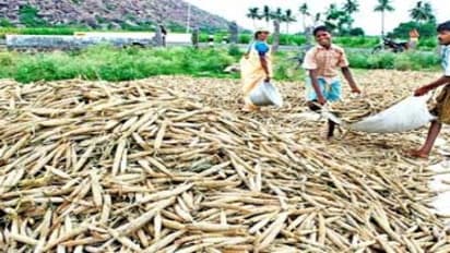 இந்த முறையில் கம்பு சாகுபடி செய்து பாருங்கள்; அதிக மகசூல் கிடைக்கும்…