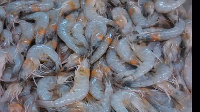 ഫോര്മാലിന് ചേർത്ത ആറ് ടണ് ചെമ്മീന് പിടികൂടി