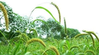 கலப்பு பயிர்களால் என்னென்ன நன்மைகள் நமக்கு கிடைக்கின்றன? இதோ ஒரு அலசல்…