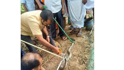 വലയില് കുരുങ്ങി എട്ടടി മൂര്ഖന്; ഒടുവില് ഫോറസ്റ്റ് ഉദ്യോഗസ്ഥരെത്തി രക്ഷപ്പെടുത്തി