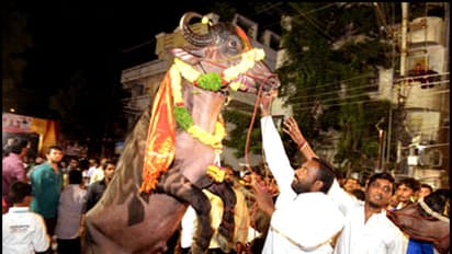 సదర్ ఉత్సవాలకు హైదరాబాద్ రెడీ...దున్న పోతులతో యాదవులు కూడా...