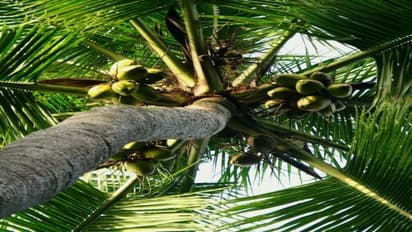 தென்னை சாகுபடி விவசாயிகள் நோய்த் தடுப்பில் அதிக கவனம் செலுத்தனும். ஏன்?