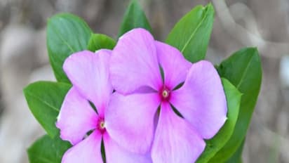 இந்த இலை சாறை இப்படியெல்லாம் குடித்தால் எவ்வளவு வியாதிகள் குணமாகும் தெரியுமா?