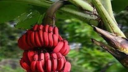 செவ்வாழை பழம் சாப்பிடுவதால் நமக்கு கிடைக்கும் அதிஅற்புத நன்மைகள் இதோ…