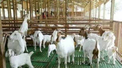 வெள்ளாடு குட்டி மற்றும் நோயுற்ற ஆடுகளின் கொட்டகைகள் இப்படிதான் இருக்கணும்...