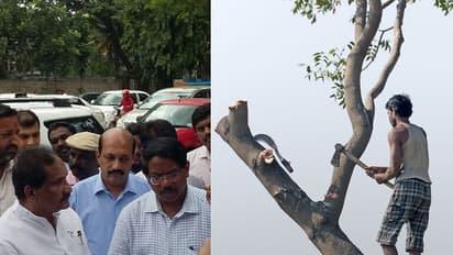 BBMP uses loopholes to reduce Bengaluru's tree cover even further