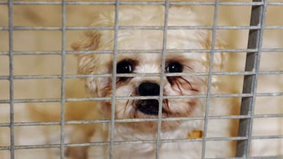 Centre drafts rules for pet shops to tidy up their act