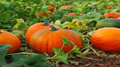 நன்மையும் தரும், தீமையும் தரும் அதுதான் பரங்கிக்காய்…