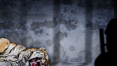 Nagarahole: Activists suspect tiger's death was a planned overdose