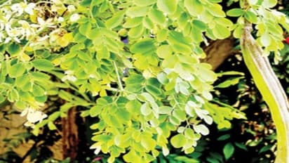 செடிமுருங்கையை சாகுபடி செய்வதன் மூலம் கூடுதல் லாபம் பெறலாம்…