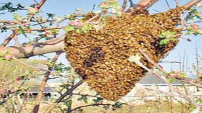 அதிக லாபம் தரக்கூடிய மிகவும் நல்ல தொழில் “தேனீ வளர்ப்பு”…