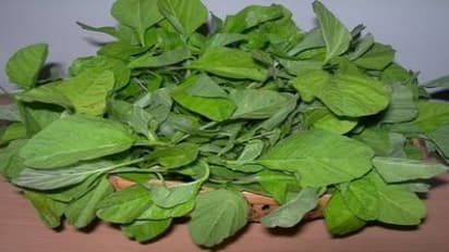 ஒரு மாதப் பயிரான கீரையை இந்த எளிய முறையில் சாகுபடி செய்யலாம்…