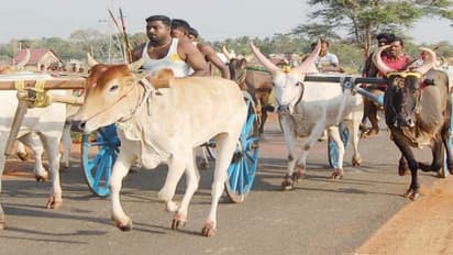 ஐயனார் கோவில் காவடி எடுப்பு திருவிழாவில் றெக்க கட்டி பறந்த மாட்டு வண்டிகள்…