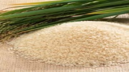 சாமை அரிசியை சாப்பிட்டு சர்க்கரையின் அளவை கட்டுப்படுத்தலாம் 