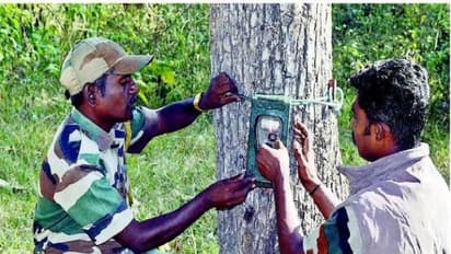 முதுமலையில் புலி, சிறுத்தைகள் கணக்கெடுப்பு பணிக்காக 195 இடங்களில் தானியங்கி கேமராக்கள் பொருத்தம்...