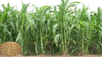 தீவனத்திற்காக மக்காச்சோளத்தை இப்படியும் சாகுபடி செய்யலாம்…