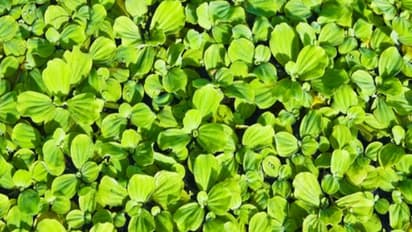 அசோலாவை உற்பத்தி செய்யும்போது முக்கியமாக இவற்றை கவனிக்க வேண்டும்...