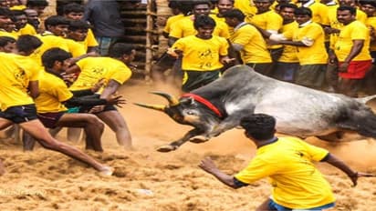 ಜಲ್ಲಿಕಟ್ಟು ನಮ್ಮ ಸಂಸ್ಕೃತಿ ಮತ್ತು ಪರಂಪರೆ ಎಂದ ಸುಪ್ರೀಂಕೋರ್ಟ್‌: ತಮಿಳುನಾಡಿನ ಸಾಂಪ್ರದಾಯಿಕ ಕ್ರೀಡೆಗೆ ಕಾನೂನು ಮಾನ್ಯತೆ