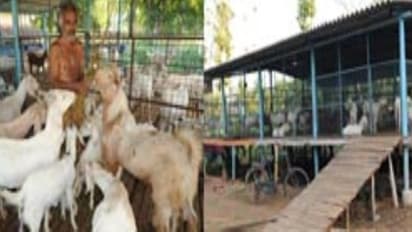 கொழுத்த லாபம் வேண்டுமா? கொட்டில் முறை ஆடு வளர்ப்பே சரி…