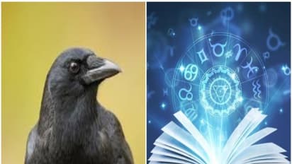 காகம் உணர்த்தும் ஜோதிடப் பலன்...! நல்லது முதல்... கெட்டது வரை...!