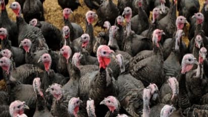 வான்கோழியின் முட்டை மற்றும் இறைச்சி பற்றி நீங்கள் அறியாத சில தகவல்கள்...