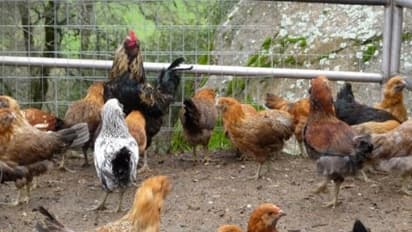 கோழிப்பண்ணை அமைக்க மானியத்துடன் கடன்...