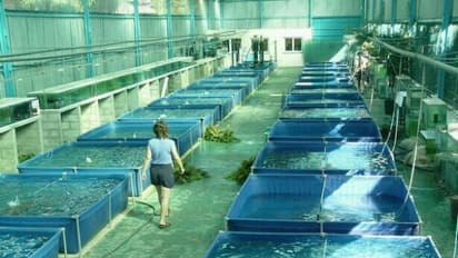 மீன் பண்ணை அமைக்க என்னென்ன தகுதிகள் வேண்டும்? கட்டாயம் தெரிந்து வைத்துக் கொள்ளவும்...