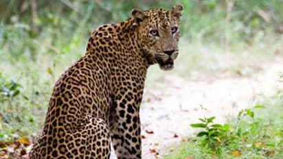 பகலில் காட்டுயானைகள் அட்டகாசம்; இரவில் சிறுத்தைப் புலிகள் வேட்டை - அச்சத்தில் மக்கள்...