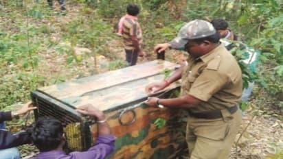 ஊருக்குள் புகுந்து சிறுவர், பெண்களை தாக்கி அட்டகாசம் செய்யும் சிங்கவால் குரங்கை பிடிக்க நவீன கூண்டு…