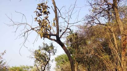 வள்ளிமலை முருகன் கோயில் மலைப் பகுதியில் காட்டுத் தீ; தானாக அணைந்ததால் அதிகாரிகள் நிம்மதி பெருமூச்சு...